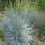Elymus magellanicus, eine wirklich hübsche blaue Ziergräser!