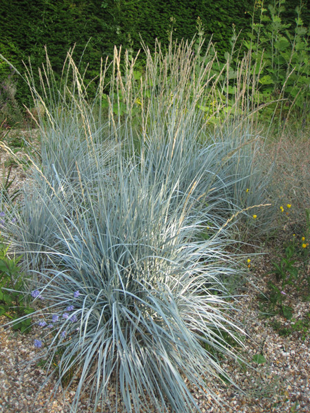 Elymus magellanicus, eine wirklich hübsche blaue Ziergräser!