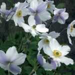 Himalaya-Windröschen Wild Swan, ein Wunder aus Japan