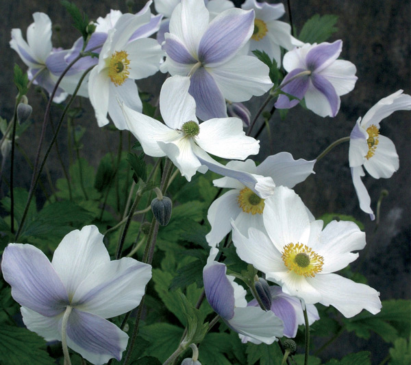 Himalaya-Windröschen Wild Swan, ein Wunder aus Japan