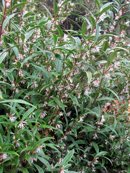 Der Sarcococca hookeriana, ein sehr unauffälliger Strauch.