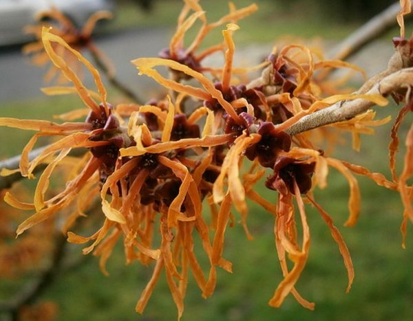 Die schönsten Winterblüten