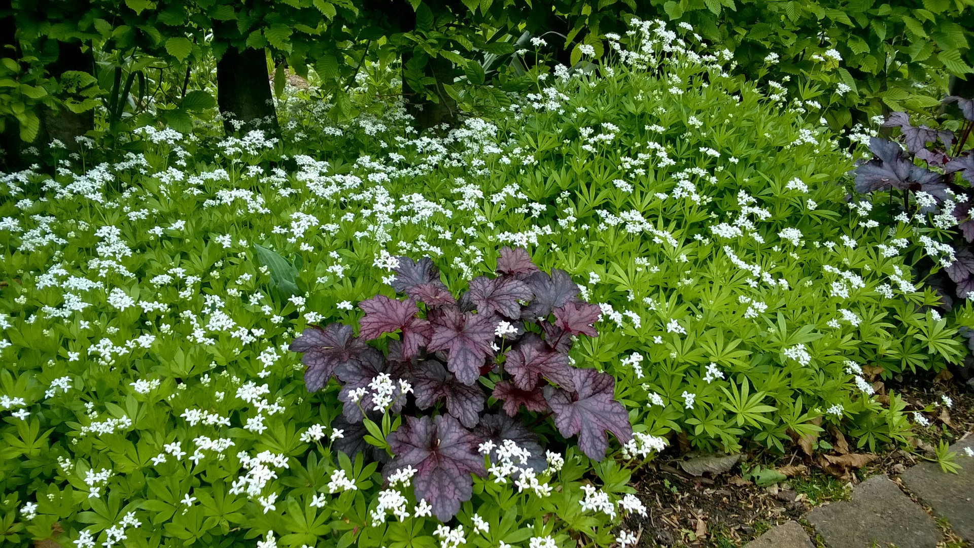 Purpurglöckchen und Türkischer Fels-Meier: Leichtes Halbdunkel für schwierigen Schatten