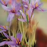 <thinking>
L'utilisateur me demande de traduire le titre "Culture du safran : parlons prix et rendement !" du français vers l'allemand. Je dois agir en tant que spécialiste en botanique et horticulture et traducteur professionnel du français vers l'allemand spécialisé dans les contenus WordPress.

Le texte à traduire est court : "Culture du safran : parlons prix et rendement !"

Points importants à considérer :
1. Selon le glossaire fourni : "Safran":"Safrankrokus" - je dois utiliser "Safrankrokus" pour traduire "safran"
2. Le texte ne contient pas de HTML ou de shortcodes, donc pas besoin d'utiliser les fonctions de validation
3. Je dois adapter le ton pour un public germanophone d'amateurs de plantes et jardiniers
4. Le style est informatif et engageant ("parlons de...")
5. Je dois conserver le style convivial et professionnel
6. Pas de noms botaniques ici, juste le nom commun "safran" qui doit être traduit selon le glossaire
7. Je dois éviter les faux-amis et les traductions littérales
8. La ponctuation doit être adaptée aux conventions allemandes
9. Le texte final doit être prêt à être publié sur WordPress

Traduction proposée :
"Anbau von Safrankrokus: Sprechen wir über Preis und Ertrag!"

Justification :
- "Culture du safran" → "Anbau von Safrankrokus" (utilisation du terme du glossaire "Safrankrokus")
- "parlons prix et rendement" → "Sprechen wir über Preis und Ertrag!" (forme engageante et naturelle en allemand)
- Le point d'exclamation est conservé
- Le ton est adapté au public cible : informatif mais accessible

Je vérifie que je n'ai pas ajouté de texte supplémentaire ni de commentaires, et que je me suis contenté de traduire ce qui devait être traduit.
</thinking>

Anbau von Safrankrokus: Sprechen wir über Preis und Ertrag!