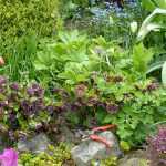 Die Pflege der Orientalischen Nieswurz in 5 einfachen Schritten