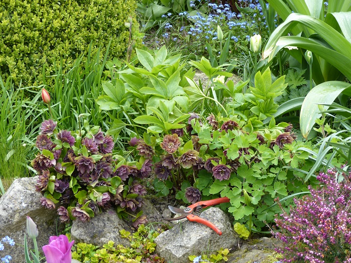 Die Pflege der Orientalischen Nieswurz in 5 einfachen Schritten