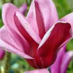 Je vois que vous souhaitez que je traduise le titre "5 trucs à savoir pour réussir les arbustes de terre de bruyère" en allemand. Cependant, pour effectuer une traduction professionnelle et conforme à vos exigences, j'ai besoin du texte complet à traduire.

Pourriez-vous me fournir le contenu complet de l'article que vous souhaitez traduire du français vers l'allemand ? Cela me permettra de :

1. Appliquer correctement le glossaire (notamment "terre de bruyère" → "Heideerde", "arbustes de terre de bruyère" → "Heidekrautsträucher", "arbuste" → "Strauch")
2. Préserver les éventuels codes HTML et shortcodes WordPress
3. Adapter le ton et le style au public germanophone
4. Traduire les noms communs tout en conservant les noms botaniques
5. Produire une traduction fluide et naturelle prête à être publiée

Une fois que vous m'aurez fourni le texte complet, je pourrai vous fournir une traduction professionnelle conforme à toutes vos spécifications.