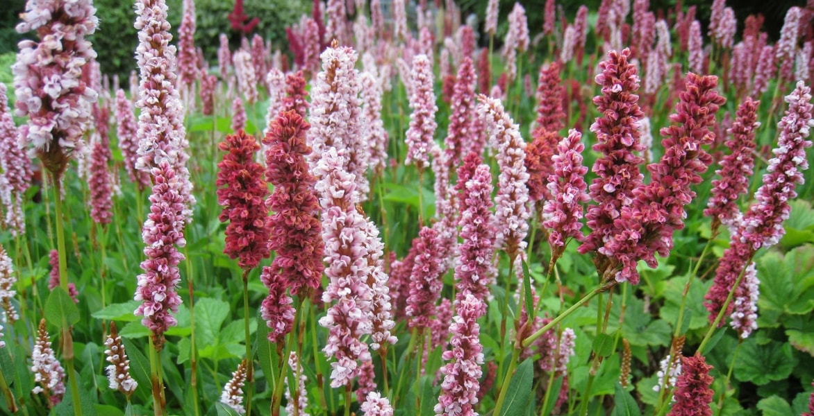 Kleinköpfiger Knöterich: Pflanzung, Kultivierung und Pflege