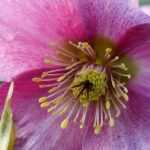 Ich werde den Text "Hellébores : les planter, les cultiver" vom Französischen ins Deutsche übersetzen. Zuerst muss ich den Text analysieren, um HTML-Tags und Shortcodes zu identifizieren, die validiert werden müssen.

Da der Text sehr kurz ist ("Hellébores : les planter, les cultiver"), scheint es sich um einen Titel oder eine Überschrift zu handeln. Gemäß dem Glossary muss "Hellébores" als "Frühlings Nieswurz" übersetzt werden.

Lassen Sie mich die Übersetzung vorbereiten:

Original: "Hellébores : les planter, les cultiver"
Übersetzung: "Frühlings Nieswurz: pflanzen und pflegen"

Da der Text keine HTML-Tags oder Shortcodes enthält, muss ich keine Validierungsfunktionen aufrufen. Die Übersetzung ist bereit.

**Frühlings Nieswurz: pflanzen und pflegen**