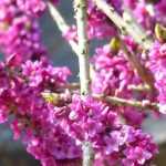 Je vais traduire ce texte du français vers l'allemand. Cependant, pour garantir la qualité de la traduction et respecter les consignes techniques, j'ai besoin du texte complet à traduire. Vous avez fourni le titre "Le Daphné : comment le planter, le cultiver et l'entretenir", mais je suppose qu'il y a un article complet à traduire.

Pourriez-vous me fournir le texte complet de l'article sur le Daphné que vous souhaitez que je traduise en allemand ? Cela me permettra de :

1. Traduire l'intégralité du contenu de manière cohérente
2. Vérifier et préserver correctement tous les éléments HTML et shortcodes
3. Appliquer la terminologie botanique appropriée
4. Maintenir le ton et le style adaptés au public germanophone

Une fois que j'aurai le texte complet, je pourrai procéder à une traduction professionnelle conforme à toutes vos exigences techniques et stylistiques.