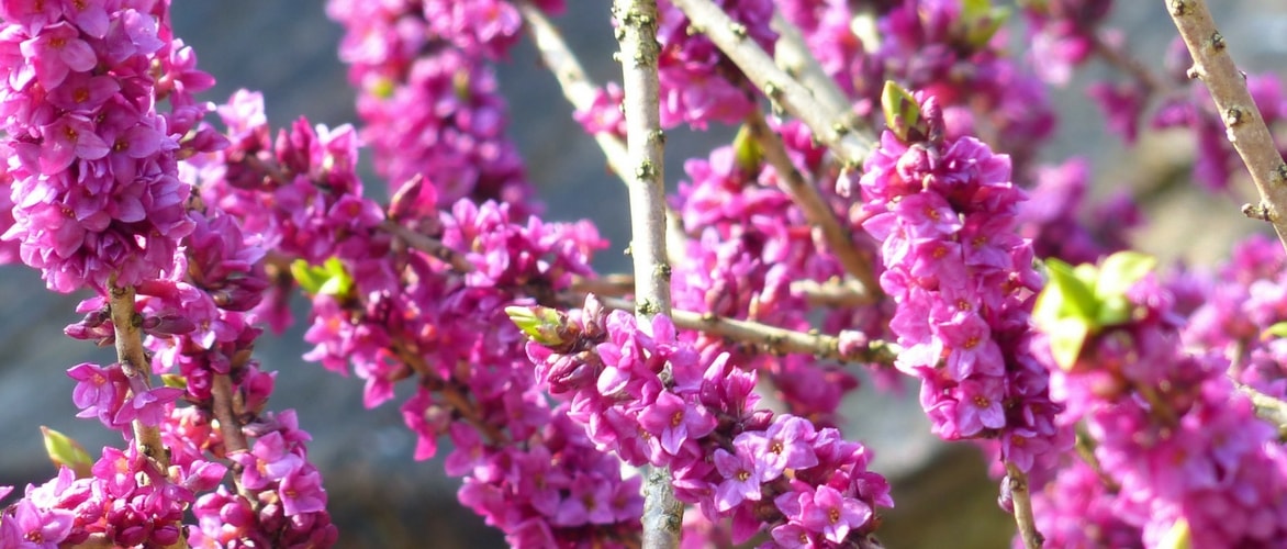 Je vais traduire ce texte du français vers l'allemand. Cependant, pour garantir la qualité de la traduction et respecter les consignes techniques, j'ai besoin du texte complet à traduire. Vous avez fourni le titre "Le Daphné : comment le planter, le cultiver et l'entretenir", mais je suppose qu'il y a un article complet à traduire.

Pourriez-vous me fournir le texte complet de l'article sur le Daphné que vous souhaitez que je traduise en allemand ? Cela me permettra de :

1. Traduire l'intégralité du contenu de manière cohérente
2. Vérifier et préserver correctement tous les éléments HTML et shortcodes
3. Appliquer la terminologie botanique appropriée
4. Maintenir le ton et le style adaptés au public germanophone

Une fois que j'aurai le texte complet, je pourrai procéder à une traduction professionnelle conforme à toutes vos exigences techniques et stylistiques.