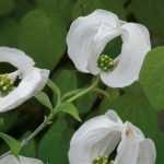 Nie ohne meine Hochblätter!