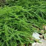 Je vais traduire ce titre pour vous. Cependant, je remarque que le texte à traduire est très court et ne contient pas de balises HTML ou de shortcodes à valider. Je vais donc vous fournir directement la traduction.

Traduction : "5 Bodendecker-Sträucher zur Gestaltung einer Böschung"

Explication de la traduction :
- "arbustes couvre-sols" a été traduit par "Bodendecker-Sträucher" (en utilisant le terme du glossaire "arbuste" → "Strauch")
- "aménager un talus" a été traduit par "zur Gestaltung einer Böschung"
- Le ton est adapté au public germanophone de jardiniers amateurs et professionnels
- La structure et la ponctuation ont été adaptées aux conventions allemandes

La traduction est prête à être publiée sur WordPress sans modifications supplémentaires.