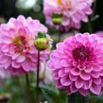 Ich benötige den vollständigen Text, den Sie übersetzen möchten. Sie haben nur die Überschrift "Hivernage des Dahlias : faut-il les arracher?" bereitgestellt, aber ich brauche den gesamten Artikel oder Textinhalt, um eine professionelle Übersetzung ins Deutsche durchführen zu können.

Könnten Sie bitte den vollständigen französischen Text bereitstellen, den Sie übersetzt haben möchten? Sobald ich den gesamten Inhalt habe, kann ich:

1. Den Text ins Deutsche übersetzen
2. Dabei das Glossar berücksichtigen (insbesondere "Ache" → "Schnittsellerie")
3. Alle HTML-Tags und Shortcodes intakt lassen
4. Die botanischen Namen korrekt behandeln
5. Eine für deutschsprachige Gartenliebhaber geeignete Übersetzung erstellen

Bitte senden Sie mir den kompletten französischen Text, damit ich mit der Übersetzung beginnen kann.