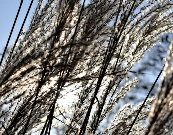 Gräser: die man schneidet, die man kappt