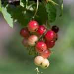 Ich benötige den vollständigen Text, den Sie übersetzen möchten, um die Aufgabe korrekt ausführen zu können. Sie haben nur den Titel "Planter une haie fruitière... qui sort de l'ordinaire !" genannt, aber ich brauche den gesamten Artikeltext, um:

1. Die Übersetzung durchzuführen
2. HTML-Tags zu validieren (falls vorhanden)
3. Shortcodes zu validieren (falls vorhanden)
4. Die botanischen Namen und Fachbegriffe korrekt zu behandeln

Könnten Sie bitte den vollständigen Artikeltext bereitstellen? Sobald ich den Inhalt habe, kann ich:

- Eine professionelle Übersetzung ins Deutsche erstellen
- Alle HTML-Tags und Shortcodes korrekt behandeln
- Die botanischen Namen beibehalten und die deutschen Pflanzennamen verwenden
- Den Ton und Stil für das deutschsprachige Publikum anpassen

Bitte senden Sie mir den kompletten Text, den Sie übersetzt haben möchten.