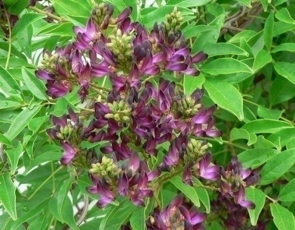 Millettia japonica 'Satsuma': eine unbekannte Kletterpflanze zu entdecken