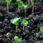 Gemüse: Bio-Samen, F1-Hybriden oder klassische Samen... Was wählen?