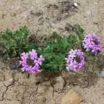 Wie man das Pflanzen seiner Stauden in 6 Lektionen vermasselt?