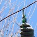 Schnitt für bessere Blüte