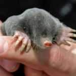 Maulwürfe im Garten: loswerden oder mit ihnen leben?