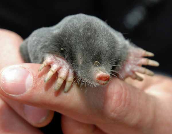 Maulwürfe im Garten: loswerden oder mit ihnen leben?
