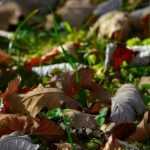 Ich benötige den vollständigen Text, den Sie übersetzen möchten. Sie haben nur den Titel "Toile de paillage : pour ou contre?" angegeben. Um eine professionelle Übersetzung für Ihren WordPress-Blog auf promessedefleurs.com zu erstellen, benötige ich den gesamten Artikeltext inklusive aller HTML-Tags, Shortcodes und botanischen Begriffe.

Könnten Sie bitte den vollständigen Artikelinhalt bereitstellen? Dann kann ich als spezialisierter Übersetzer für botanische und gartenbauliche Inhalte eine präzise, flüssige und an das deutschsprachige Publikum angepasste Übersetzung erstellen, die alle technischen Elemente (HTML, Shortcodes) korrekt behandelt und die botanischen Fachbegriffe angemessen berücksichtigt.